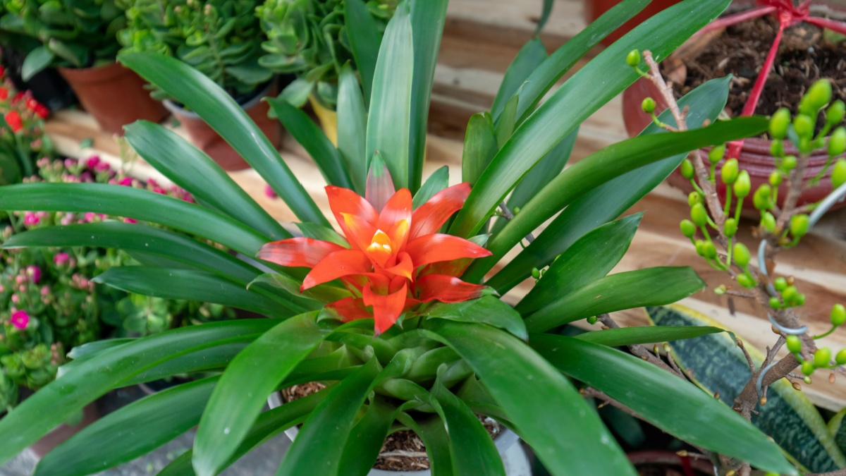 De sleutels om uw bromelia’s succesvol te verzorgen en van hun tropische schoonheid te genieten.