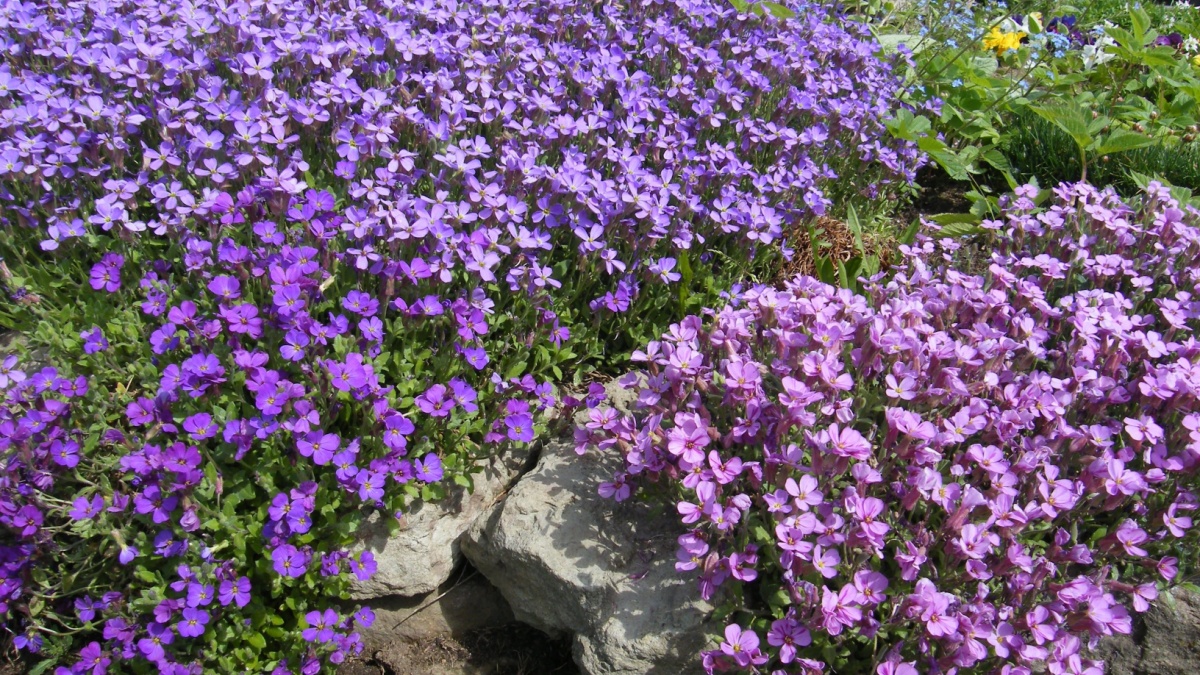Deze mediterrane bloem die koude tuinen transformeert: de aubrieta, uw bondgenoot tegen vorst