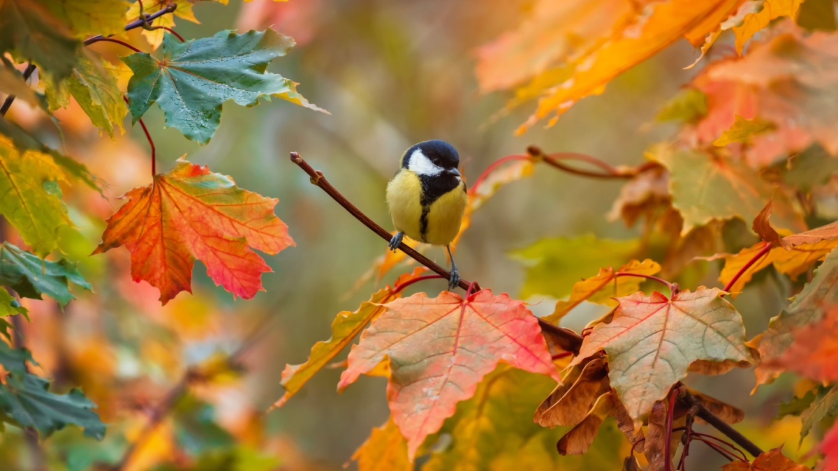 Een klein vergeten voorwerp in uw tuin kan vogels al binnen 24 uur ziek maken