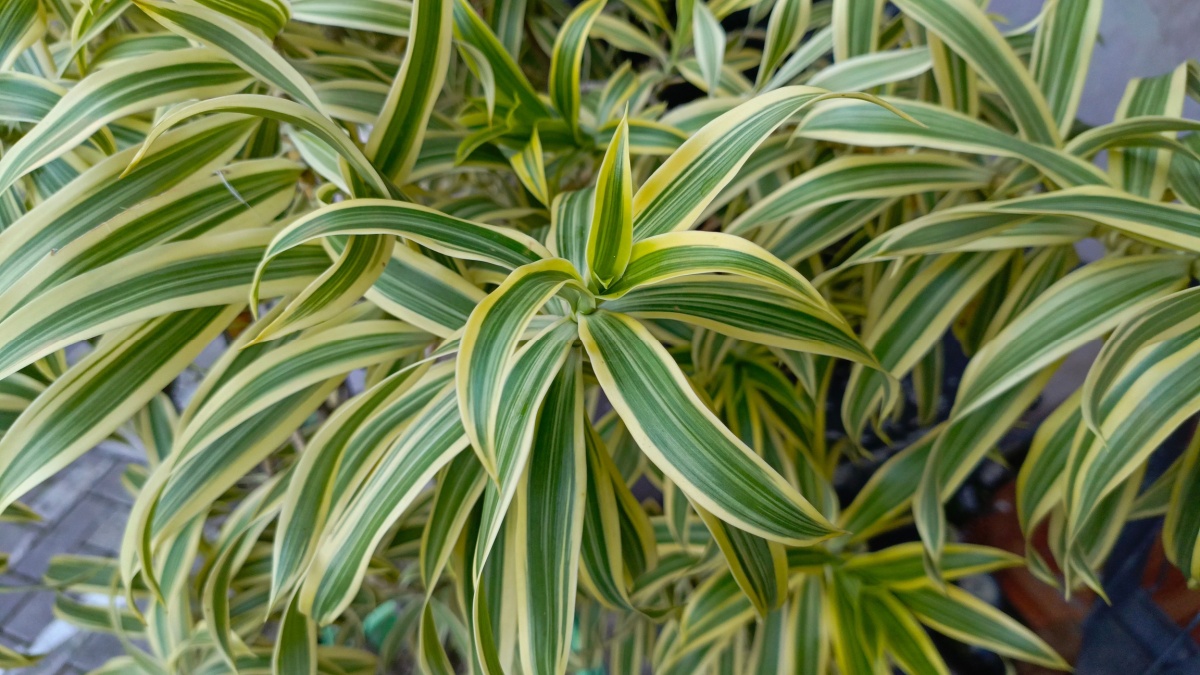 Essentiële tips voor het verzorgen van uw Dracaena, een adembenemende kamerplant