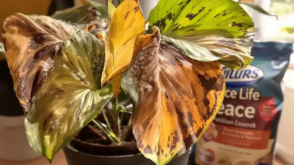 De bladeren van de vredeslelie die bruin worden: uitleg van specialisten en verzorgingstips die je moet kennen