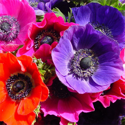 Anemoon / Anemone | Buurtboomtuin