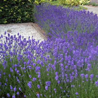 Hedendaags Lavendel / Lavandula | Buurtboomtuin ZQ-13