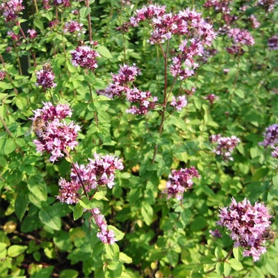 Wilde Marjolein / Origanum Vulgare | Buurtboomtuin